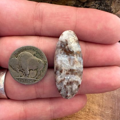 Petrified Shrinkwood, Three Rivers Texas